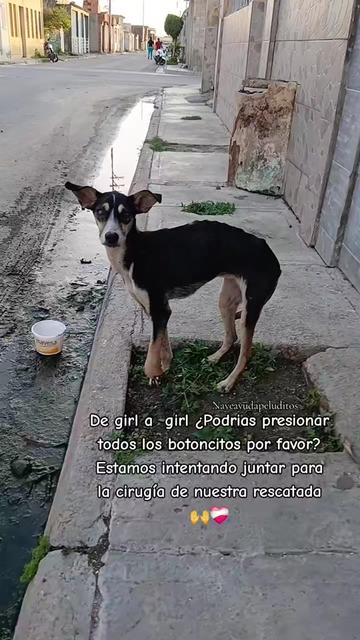 @NayeAyudaPeluditos