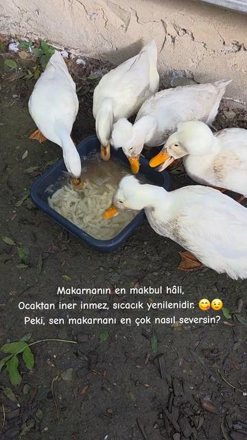@meralworld