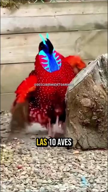 @Descubrimientoanimal