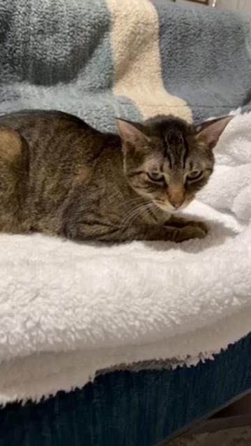 @Fancy Cats Rescue Team
