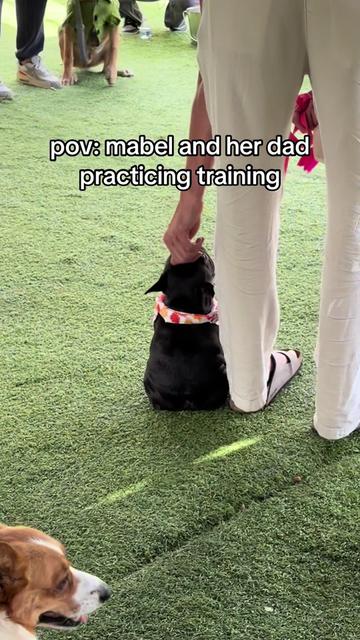 @Mabel the Frenchie