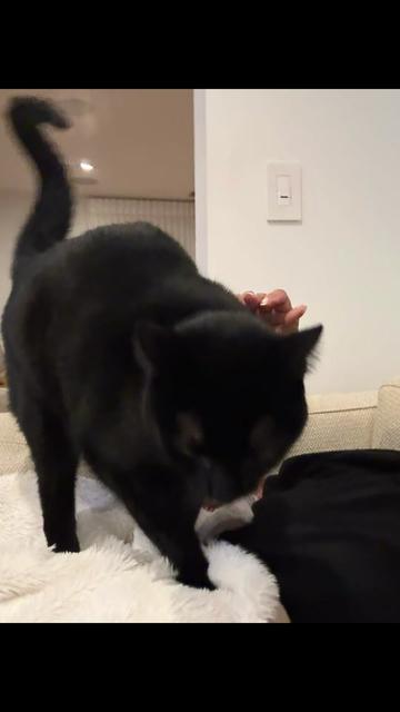 @Oscar Jeremy the cat!