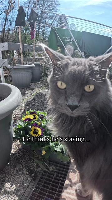 @Manny der Strizzikater