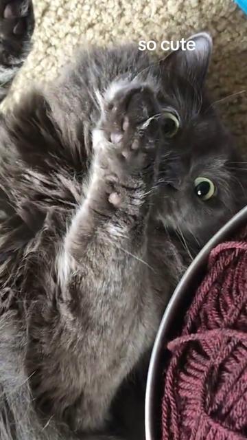 @Kittyboi