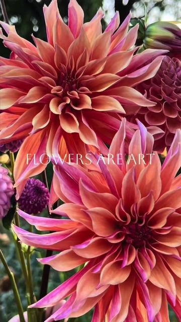 @Christopher | Flower Farmer