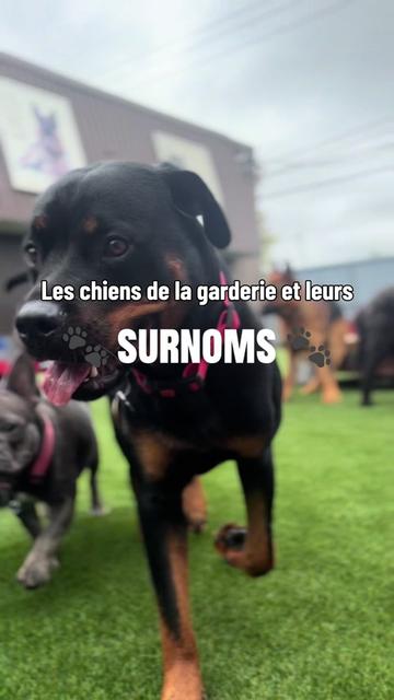 @centrecanindesruisseaux