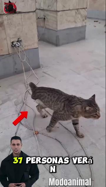 @Modoanimal