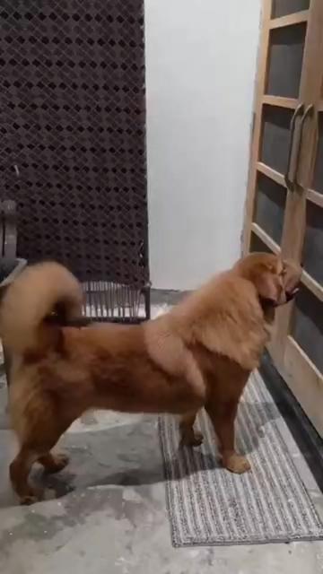@Kashmiri_Bakrwal_Dog