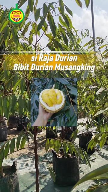 @Produksi Buah_SBS