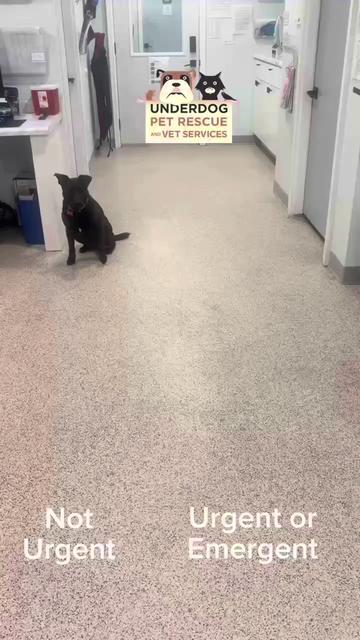@Underdog Pet Rescue of WI