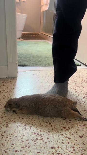 @Poppy the Prairie Dog