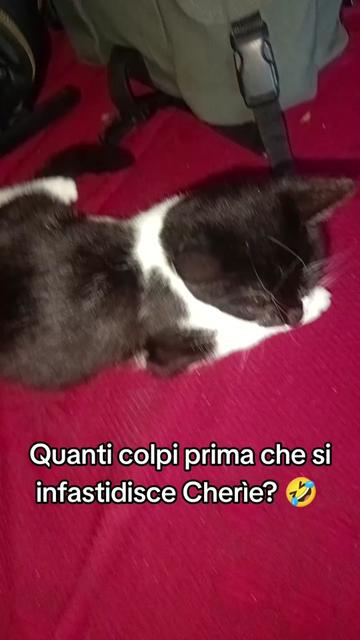 @nancymodica03