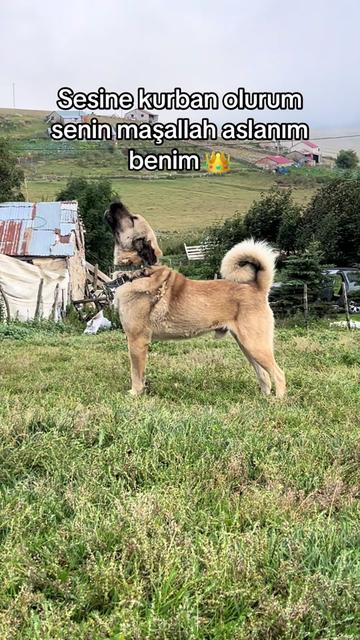 @karagozkoyunculuk2852