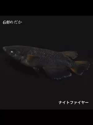 @gmmedaka.niigata