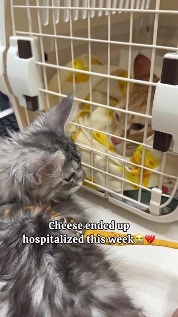 @MyStrayCheese