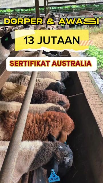 @Kambing Burja Official