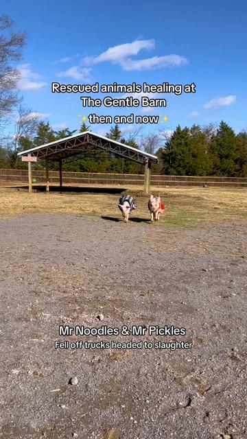 @The Gentle Barn | Sanctuary