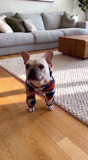 @Frenchie Daily