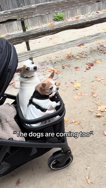 @Bao the Chihuahua