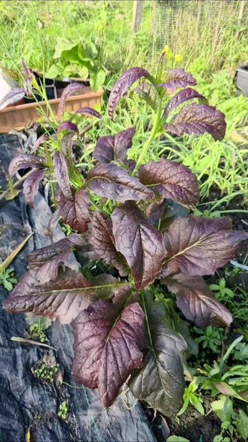 @Muhammad subhan uk