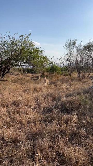 @Thornybush