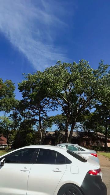 @Live Oak Tree Service