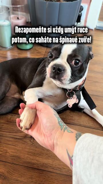 @animall_cz
