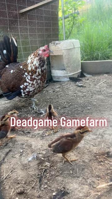 @DeadGame.Gamefarm