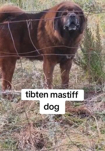 @Kashmiri_Bakrwal_Dog