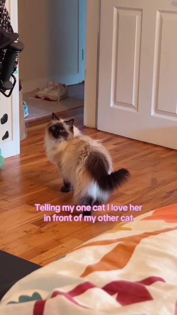 @My Cat Is People 🇨🇦
