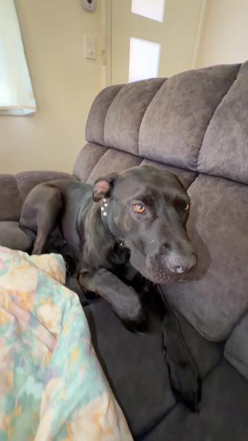 @Nonativespeaker/Babe's mom🐾