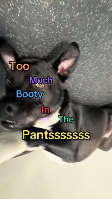 @Dogtopia South Ann Arbor