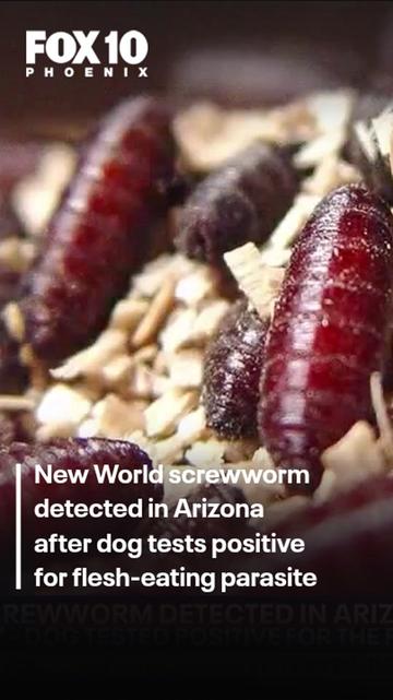 @FOX 10 Phoenix