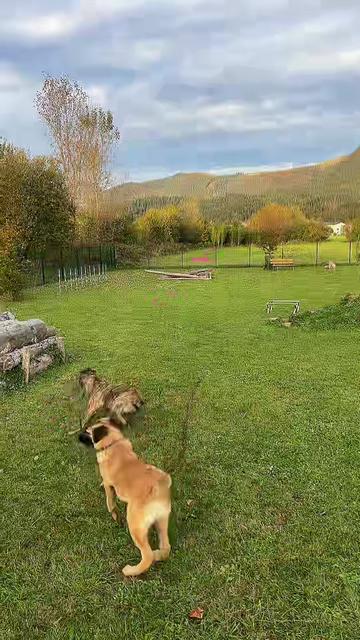 @Mountain Hill Ranch 🇦🇹