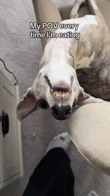 @Kayce Dog🤪🩷