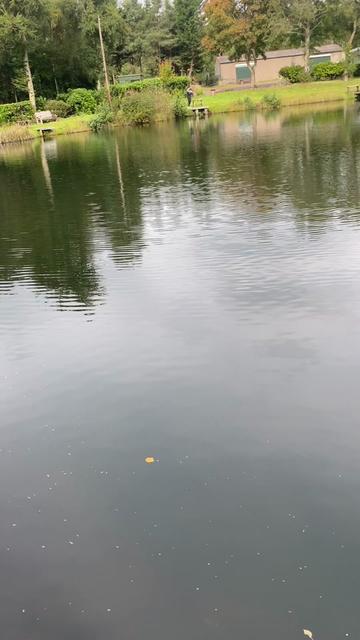 @alfie_fishes_