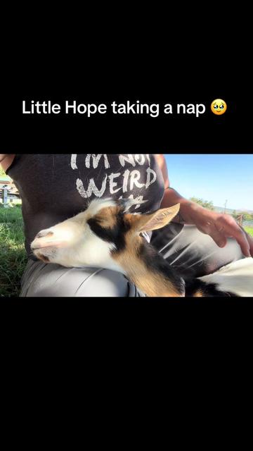@WollamFarm