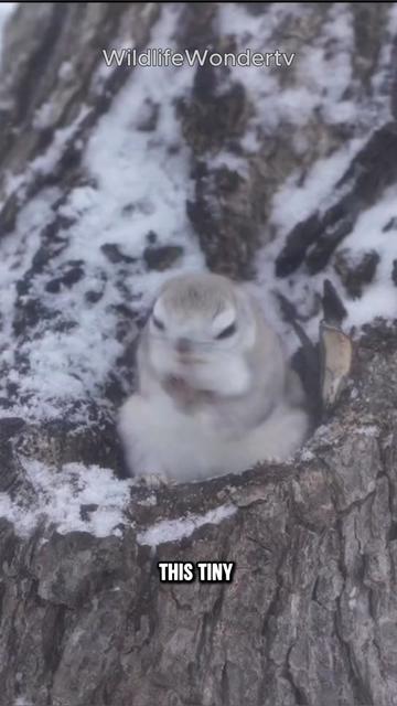 @WildlifeWonderTV Animal Facts