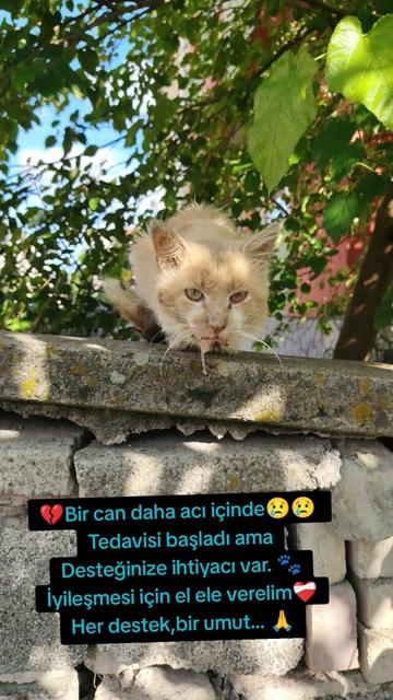 @Esma Er