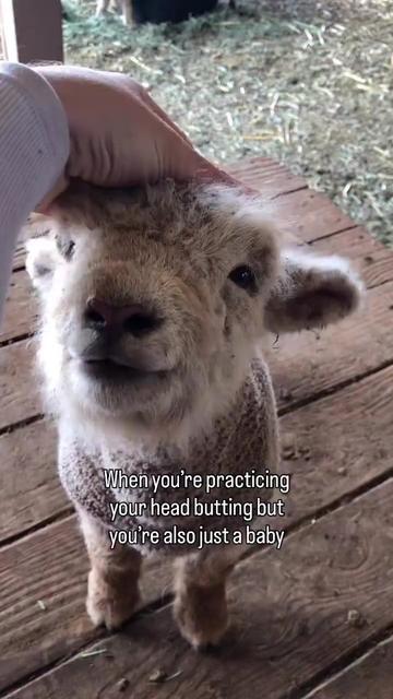 @animalmemester