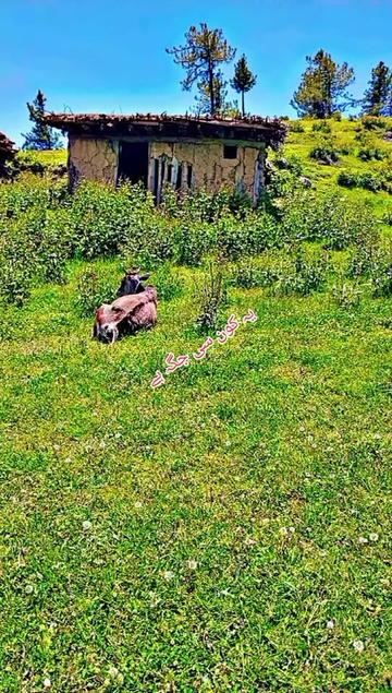 @it's kashmiri