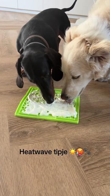 @Pure Paws