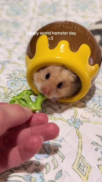 @hamsterwlw