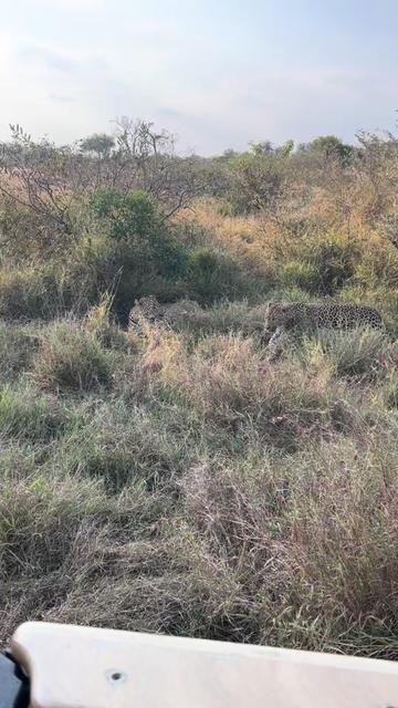 @Thornybush