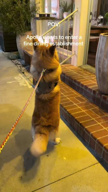 @apollothecorgimute