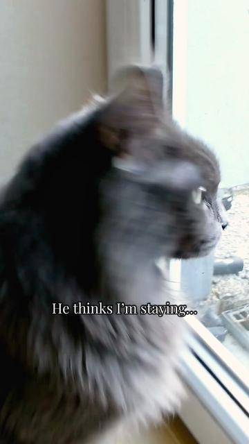 @Manny der Strizzikater
