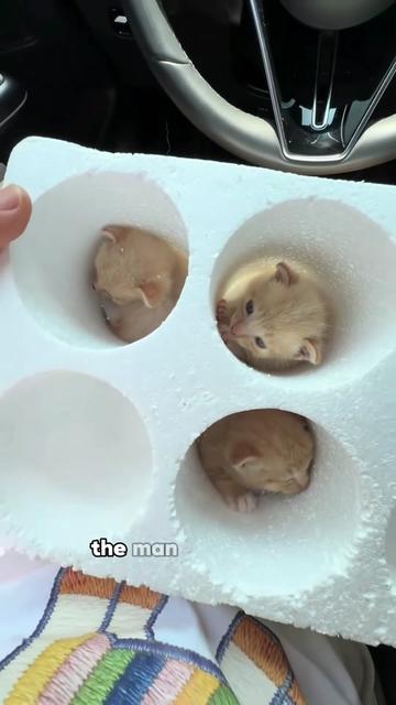 @ZoomieZoo