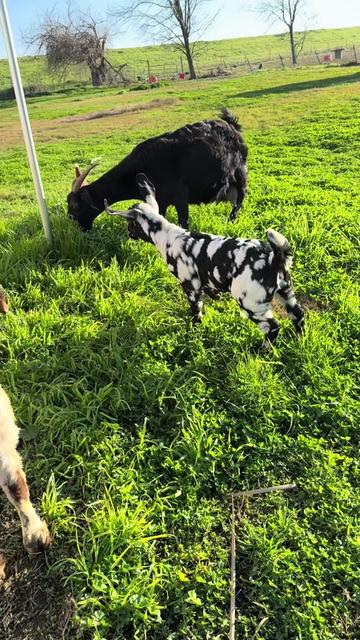 @Riverraisedboergoats