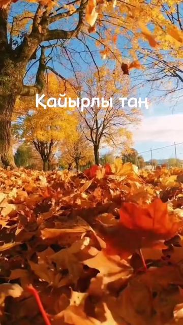 @aray_dinasil