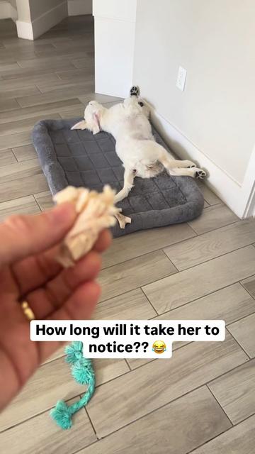 @PetFitness
